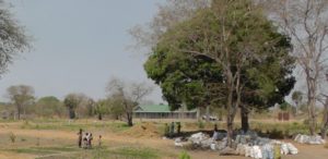06. Mahoniowiec w centrum misji w Akol Jal, Sudan Południowy.